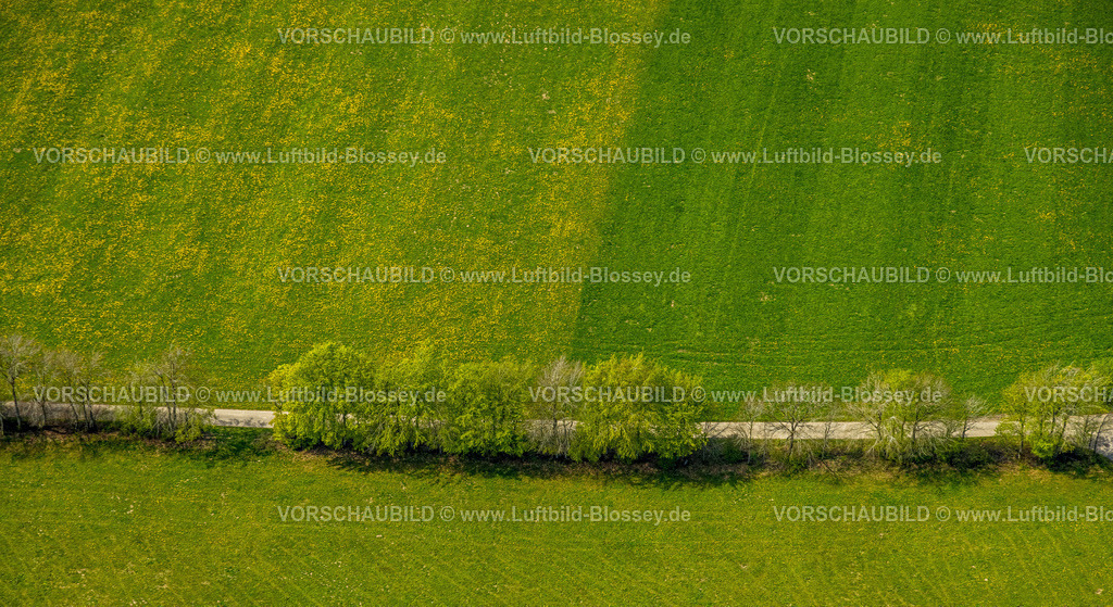 Monschau240502289 | Luftbild, Wiesen und Felder mit Narzissenblüte, Baumallee Schafstrift, Höfen, Monschau, Nordrhein-Westfalen, Deutschland