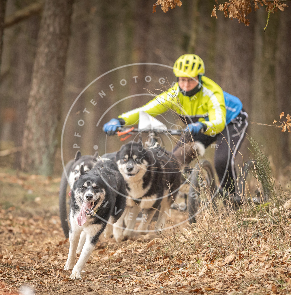 Pfotenfotografie_DV3A4836 | Hundefotografie, Tierfotograf, Pfotenfotografie, Fotoshooting Hund, Hunde Portrait, Hundesport, Hundeportraits, Heideshooting, Hunde, Sportfotograf, Hundefotograf, Turnierhundsport, THS,  - Realisiert mit Pictrs.com