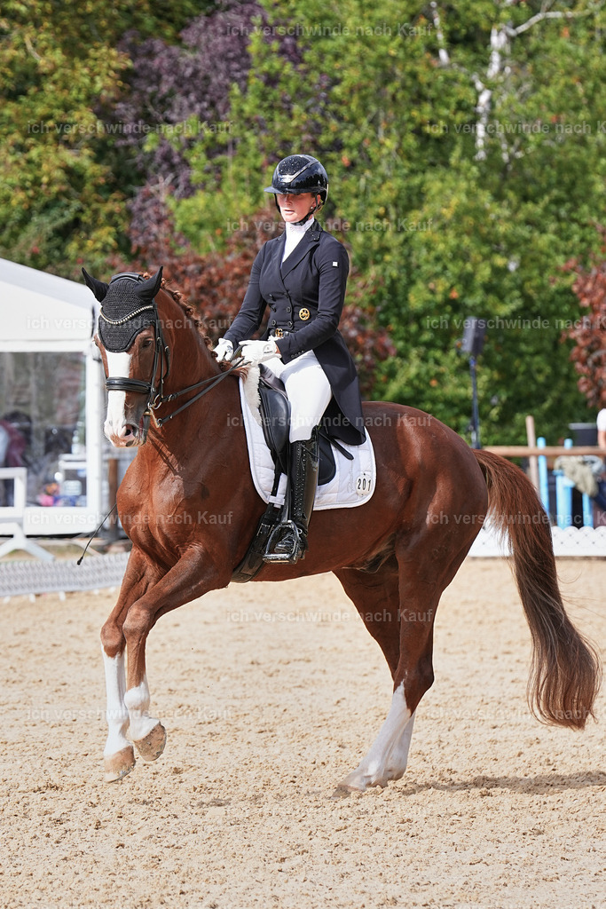 07-201-DRESSUR  S___  -Marixx-5168 | working equitationturnier fotograf videograf stoibphotography marixx film working equitation deutschland reitsport turnierfotografie eventfotografie equestrian events
