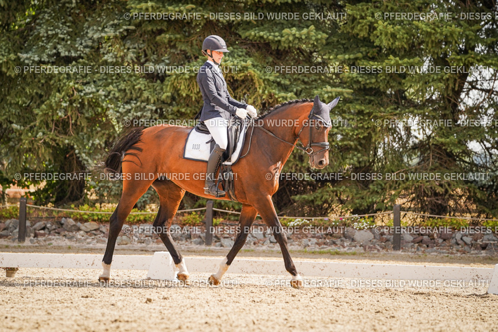 DSC01198 | Pferdegrafie