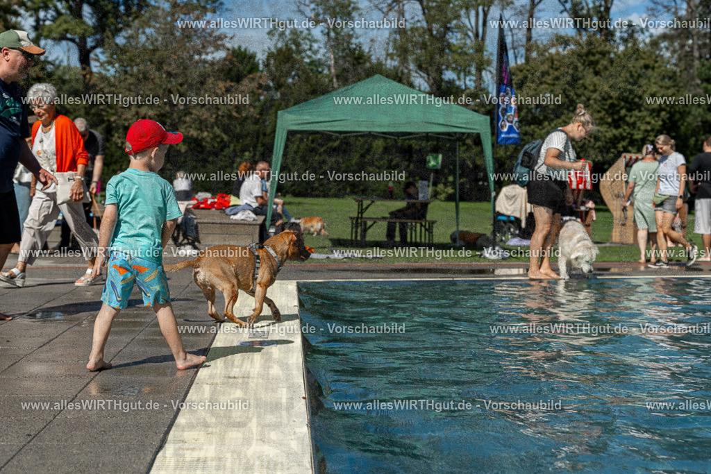 Hundeschwimmen_Volksbad_2026-allesWIRTHgut_Tierfotografie-2609061255-120552-7R500317 | Professionelle Tierfotografie in Mönchengladbach von Daniel Wirth (allesWIRTHgut). Liebevolle & natürliche Bilder von Hunden & Katzen für unvergessliche Erinnerungen.