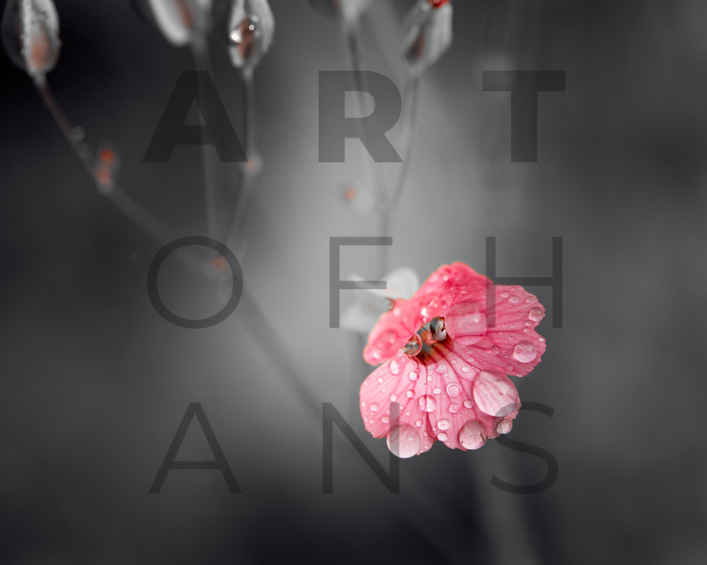 Ein Hans Fineart Original | Entdecke die Kunst von Hans Fineart - Fotografien für dein Zuhause. Verwandle deine Wände mit einzigartigen Kunstwerken und bringe die Schönheit der Welt in dein Leben. Bestelle jetzt und schaffe einen Ort der Inspiration und Eleganz.