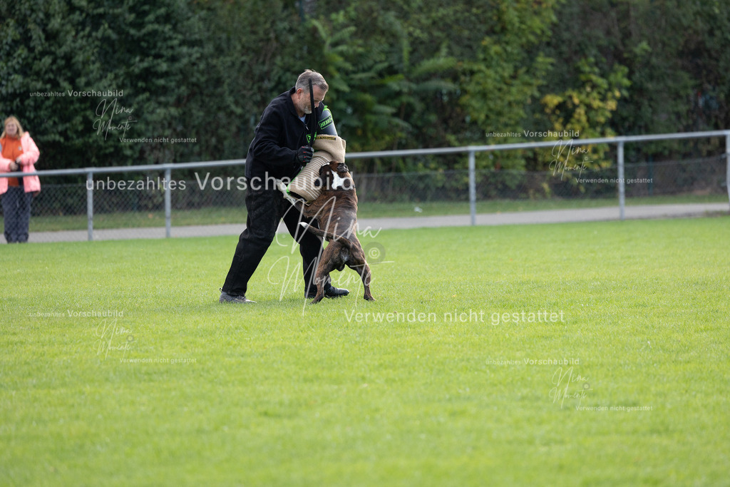 _16A6538 | Einzigartige Fotos von Hunden & Menschen –Actionfotos, Portraits, Vereinsaufnahmen & Paarshootings – authentisch, lebendig & mit Herz.
