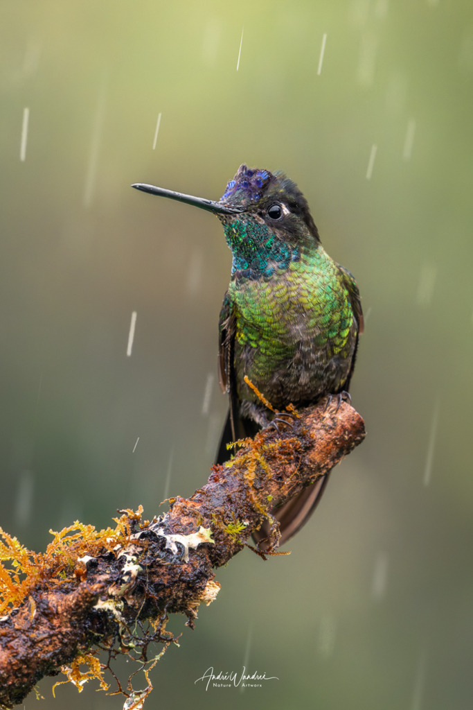 Rast im Regen | Andre Wandrei - Nature Artworx - Realisiert mit Pictrs.com