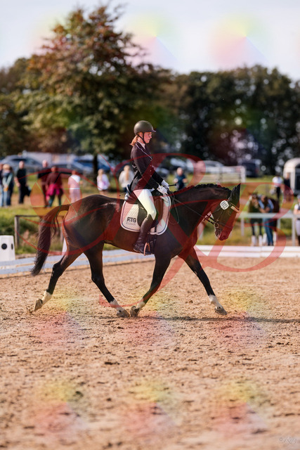 2026_10_03_Siefer-Hof_132234_Z81_71989339 | Professionelle Reitsport-, Turnier- und Eventfotografie von Robert Broda. Galerien mit ausgewählten und bearbeiteten Bildern direkt online ansehen und bestellen.