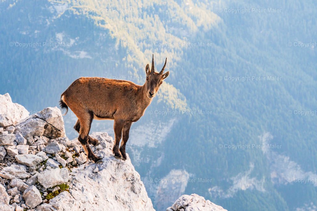 Luca_Vuerich-32 | piet_flosse