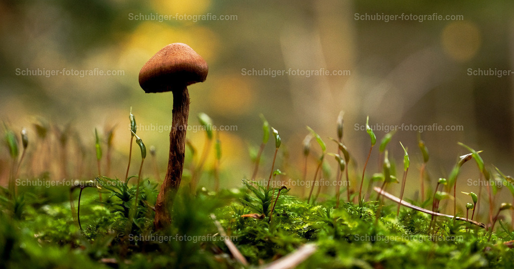 kleiner Pilz | kleiner Waldpilz mit Moos - Realisiert mit Pictrs.com