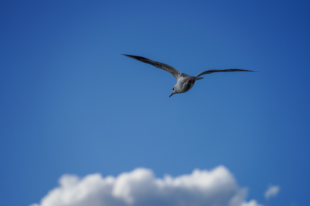 2021_10_21 BRM02720 | bridgeman - Realisiert mit Pictrs.com