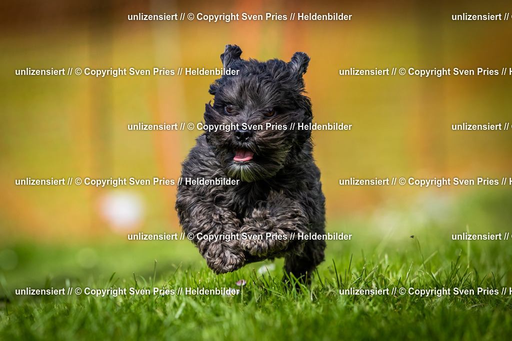 Sven Pries | 2025-04-13 - Hunderennen Baden-Baden - Realisiert mit Pictrs.com