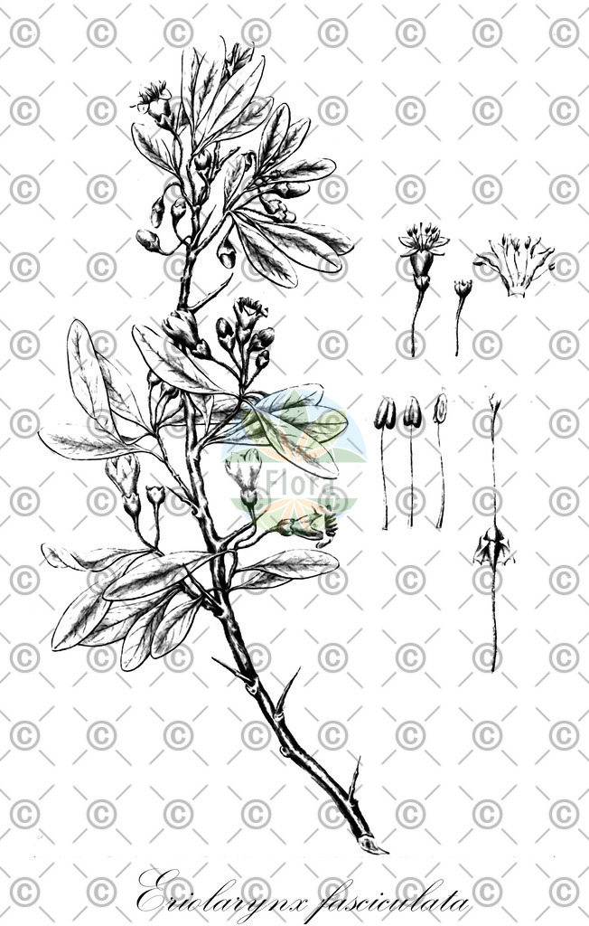 HistAbb_wfo-0000953665_1_ENZY_Simple | Historische Abbildung von Eriolarynx fasciculata - Solanaceae | Historical Illustration of Eriolarynx fasciculata - Solanaceae