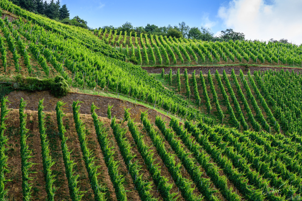 Weinreben am Berg | Eins meiner Lieblingsmotive, aufgenommen bei Leutesdorf am Rhein