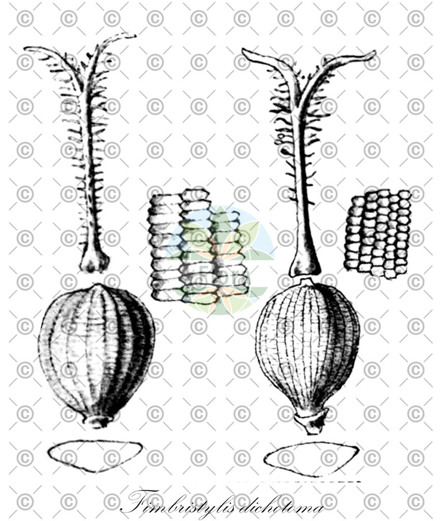 HistAbb_wfo-0000872634_1_ENZY_Simple | Historische Abbildung von Fimbristylis dichotoma - Cyperaceae (Eimnährige Fransensimse) | Historical Illustration of Fimbristylis dichotoma - Cyperaceae