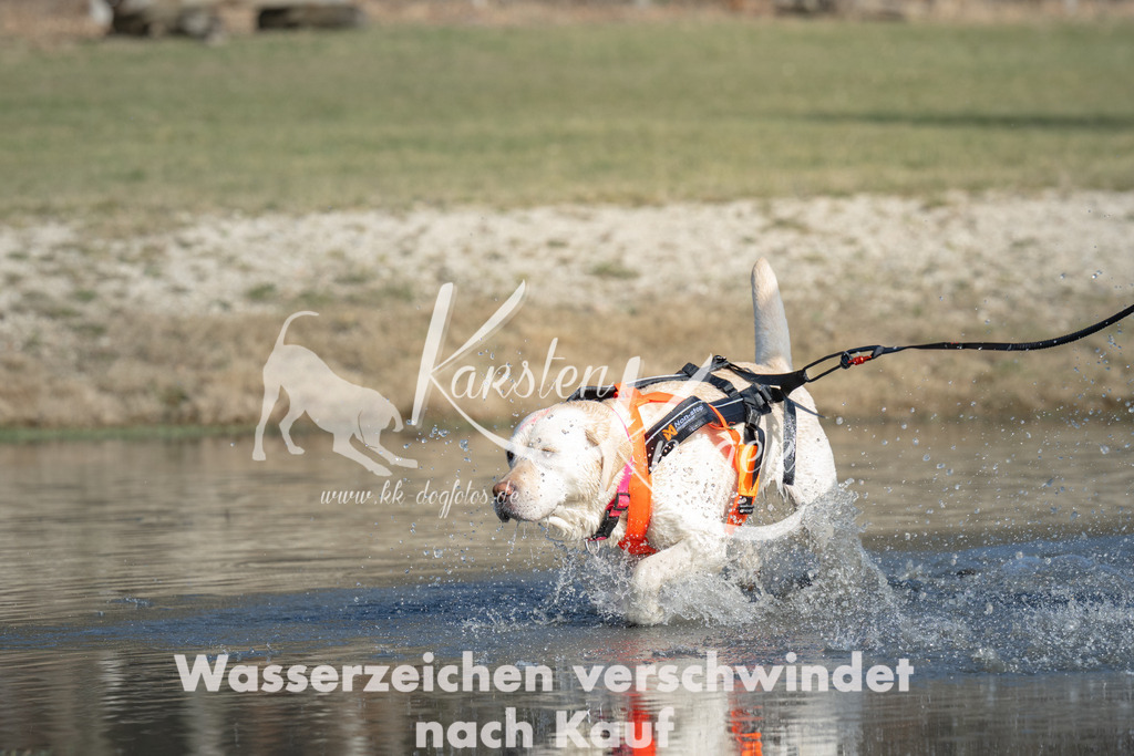 1400_ZZ99430 | kk-dogfotos