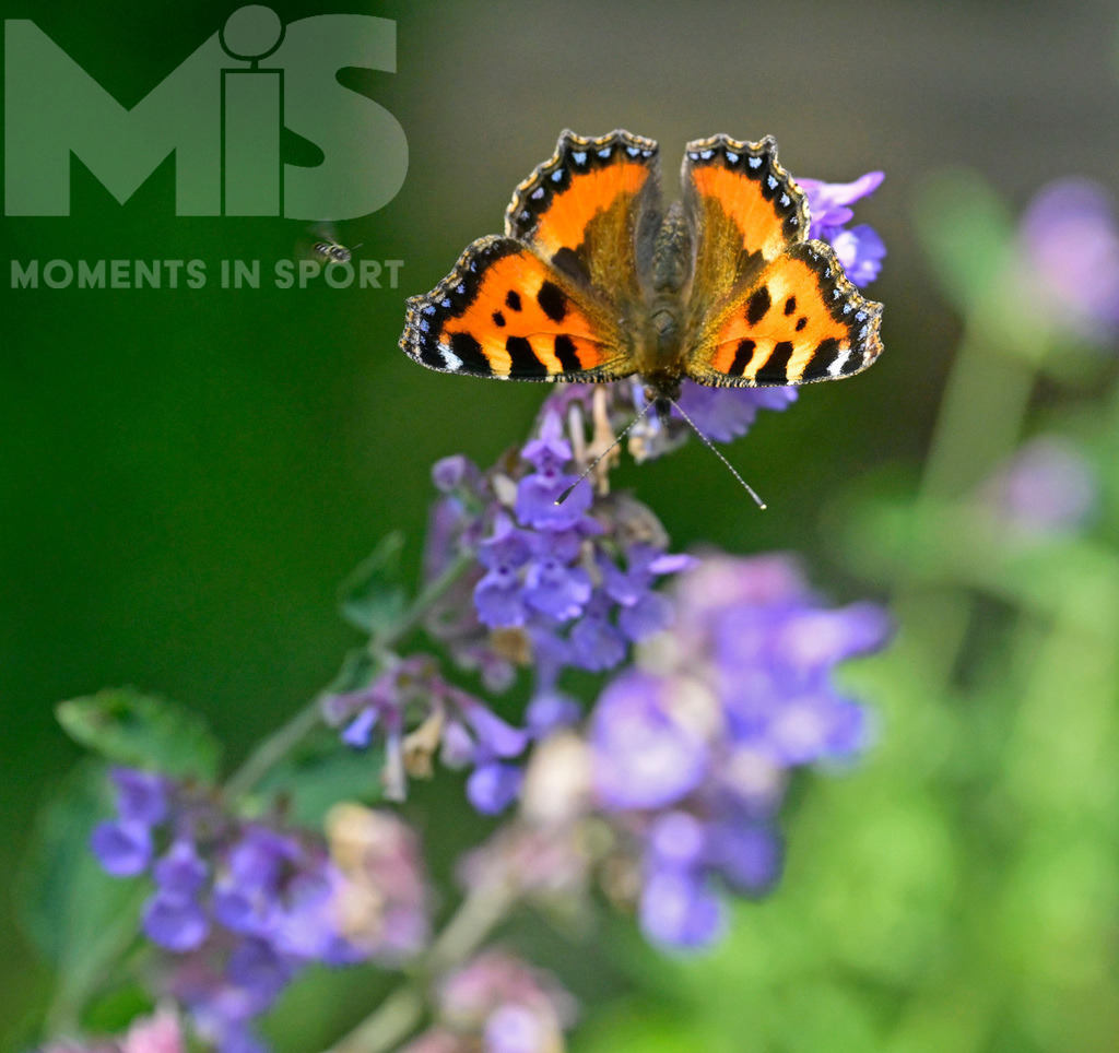 mis180220bf14.JPG | 16.06.2022, Mindelheim im Unterallgäu, Der Naturlehrgarten im Mindelheimer Süden.   - Realisiert mit Pictrs.com
