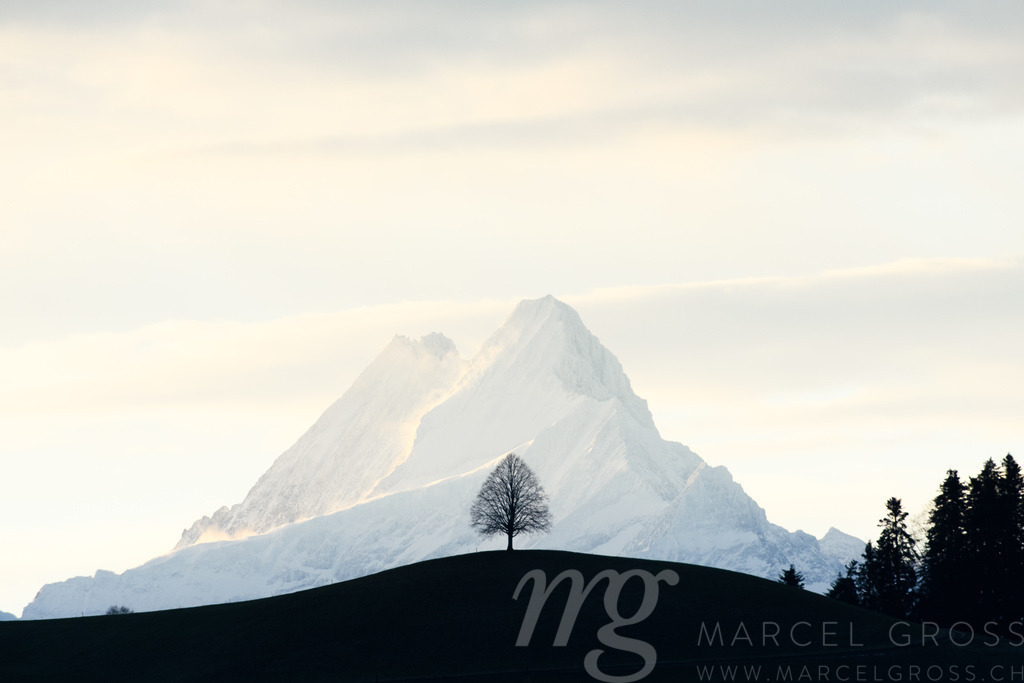 single tree on a hill in Emmental in front of Schreckhorn in the Alps | Die ideale Geschenkidee für Naturliebhaber. Naturbilder von Marcel Gross Photography für ihr Zuhause in den verschiedensten Formaten und Materialien. - Realisiert mit Pictrs.com