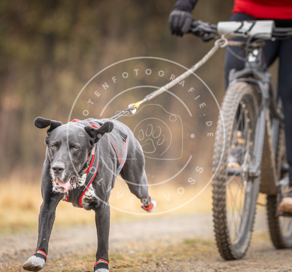 DV3A3339 | Hundefotografie, Tierfotograf, Pfotenfotografie, Fotoshooting Hund, Hunde Portrait, Hundesport, Hundeportraits, Heideshooting, Hunde, Sportfotograf, Hundefotograf, Turnierhundsport, THS,  - Realisiert mit Pictrs.com
