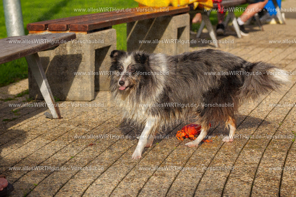 Hundeschwimmen_Grefrath_2026-allesWIRTHgut_Tierfotografie-15_22-FAY01268 | Professionelle Tierfotografie in Mönchengladbach von Daniel Wirth (allesWIRTHgut). Liebevolle & natürliche Bilder von Hunden & Katzen für unvergessliche Erinnerungen.