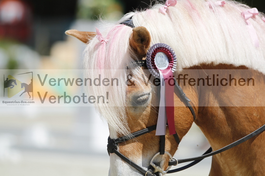 _MG_7838 | equestrian-live-com