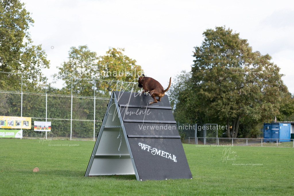 _16A6777 | Einzigartige Fotos von Hunden & Menschen –Actionfotos, Portraits, Vereinsaufnahmen & Paarshootings – authentisch, lebendig & mit Herz.
