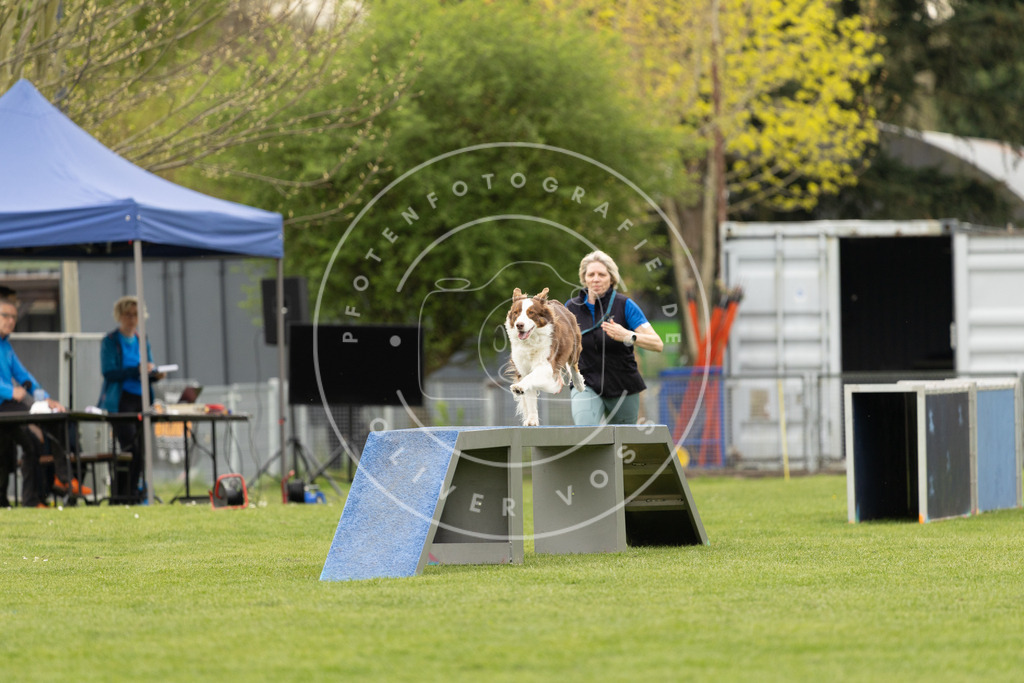 Pfotenfotografie_DV3A8896 | Hundefotografie, Tierfotograf, Pfotenfotografie, Fotoshooting Hund, Hunde Portrait, Hundesport, Hundeportraits, Heideshooting, Hunde, Sportfotograf, Hundefotograf, Turnierhundsport, THS,  - Realisiert mit Pictrs.com