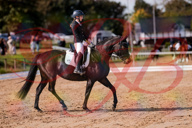 2026_10_03_Siefer-Hof_121425_Z81_16453786 | Professionelle Reitsport-, Turnier- und Eventfotografie von Robert Broda. Galerien mit ausgewählten und bearbeiteten Bildern direkt online ansehen und bestellen.