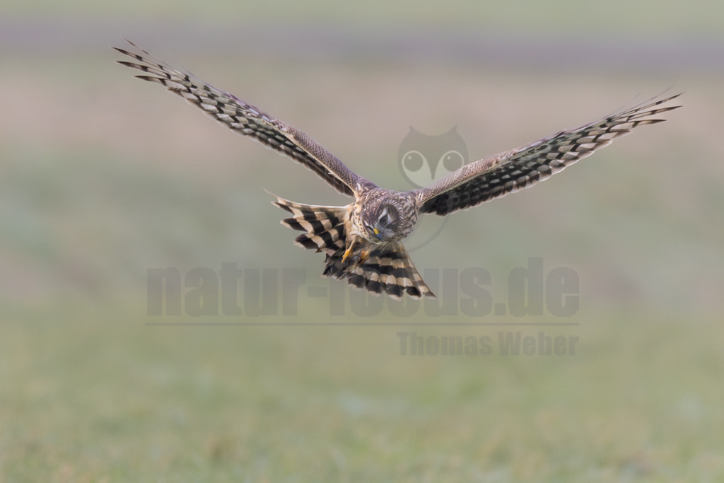 R6NF7139_20260125-2 | Eine weibliche Kornweihe (Circus cyaneus) ist im Flug über einer weiten, grünen Grasfläche zu sehen. Ihre Flügel sind weit ausgebreitet, und sie blickt direkt in die Kamera. Das Gefieder zeigt braune und graue Töne mit dunkleren Streifen und einer deutlich gebänderten Schwanzunterseite. Die gelben Beine sind leicht eingezogen. Es ist keine direkte Interaktion mit anderen Tieren oder Objekten erkennbar, sie scheint auf der Jagd oder auf Erkundungsflug zu sein. - Realisiert mit Pictrs.com