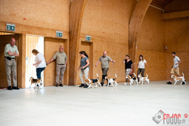 Expo Hunde CAC 2023 Escholznatt | Expo SLC/CCC/CSS (CAC) in Escholzmatt. 03.06.2023 Foto: Leo Wyden