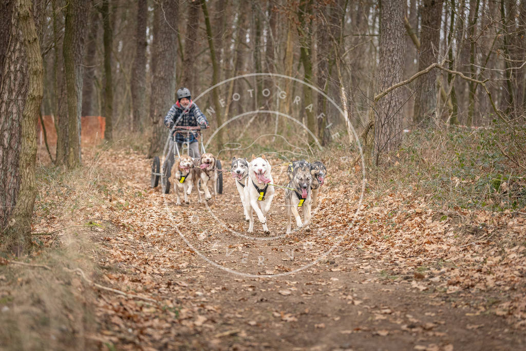 Pfotenfotografie_DV3A6506 | Hundefotografie, Tierfotograf, Pfotenfotografie, Fotoshooting Hund, Hunde Portrait, Hundesport, Hundeportraits, Heideshooting, Hunde, Sportfotograf, Hundefotograf, Turnierhundsport, THS,  - Realisiert mit Pictrs.com