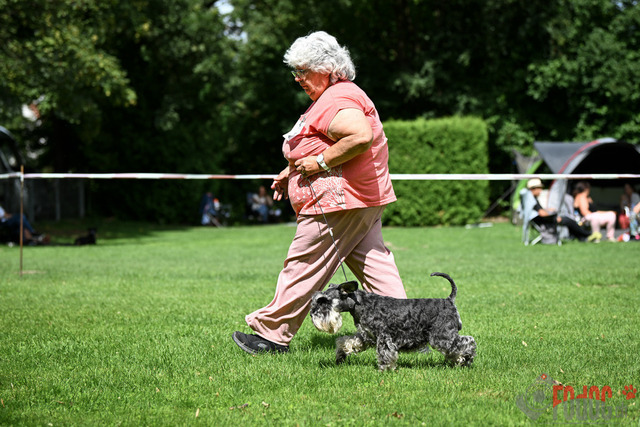 Ausstellung des Pinscher Schnauzer-Klub | Ausstellung des Pinscher-Schnauzer-Klub, OG München in Gröbenzell 30.07.2023 Foto: Leo Wyden