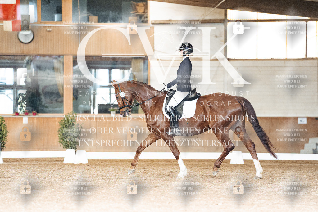 CK902394 | Turnierfotografie Pferdefotografie Trier Rheinland-Pfalz Pferdesport Reitsport Tierfotografie Sportfotografie Pferdevideo Pferdevideografie Equestrianvideography equestrianphotography  - Realisiert mit Pictrs.com