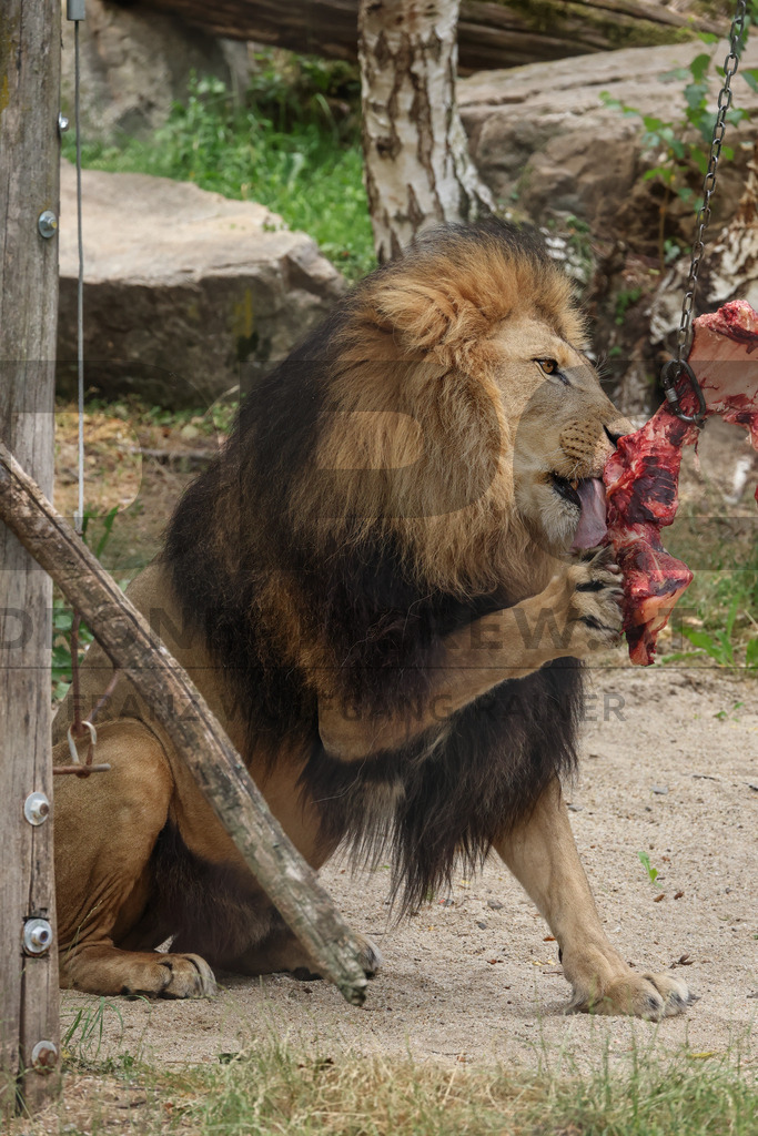 Lion Feeding at Tierpark Herberstein | A lion feeding at Tierpark Herberstein in Styria, Austria. The scene shows impressive big cats during feeding time and offers visitors a close look at the behavior, power and presence of lions in the zoo environment // Ein Löwe bei der Fütterung im Tierpark Herberstein in der Steiermark, Österreich. Die Szene zeigt die eindrucksvolle Großkatze während der Fütterungszeit und ermöglicht Besuchern einen hautnahen Einblick in das Verhalten, die Kraft und die Präsenz der Löwen in der Zooumgebung. - Realisiert mit Pictrs.com