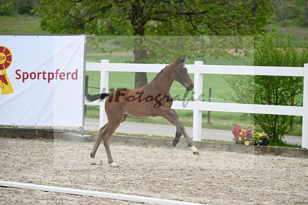 Kat-Nr. 38 HF Viva Vitalis x Benicio_Pointinger_23260661 | hf-fotografie - Realisiert mit Pictrs.com