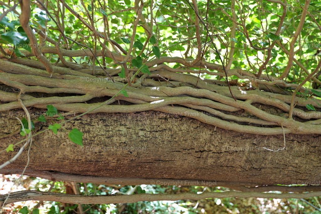 Efeu | Efeu ist eine Kletterpflanze. Sie bietet Lebensraum und Nahrung für Tierarten wie Vögeln, Insekten und kleinen Säugetieren. Die Beeren sind eine wichtige Nahrungsquelle für Vögel im Winter. - Realisiert mit Pictrs.com