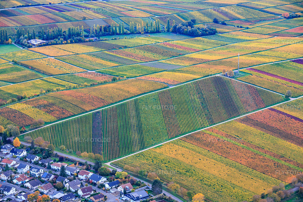 Luftbild: Herbstlich bunte, schräge Rebzeilen in der Nähe der Schönste Weinsicht Pfalz 2020 im Ortsteil Arzheim in Landau im Bundesland Rheinland-Pfalz in Deutschland. Foto: IMG_150345.jpg vom 15.10.2025 durch Werner Riehm/FLY-FOTO.deDeutsches Weininstitut