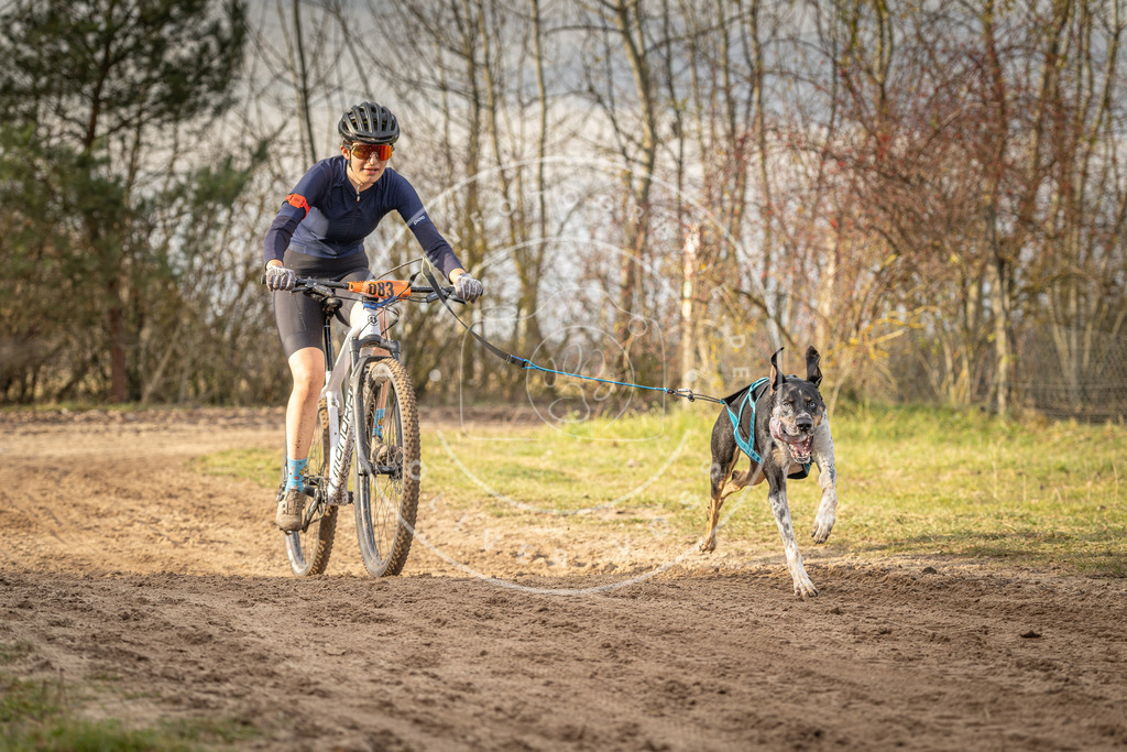 Pfotenfotografie_DV3A7393 | Hundefotografie, Tierfotograf, Pfotenfotografie, Fotoshooting Hund, Hunde Portrait, Hundesport, Hundeportraits, Heideshooting, Hunde, Sportfotograf, Hundefotograf, Turnierhundsport, THS,  - Realisiert mit Pictrs.com