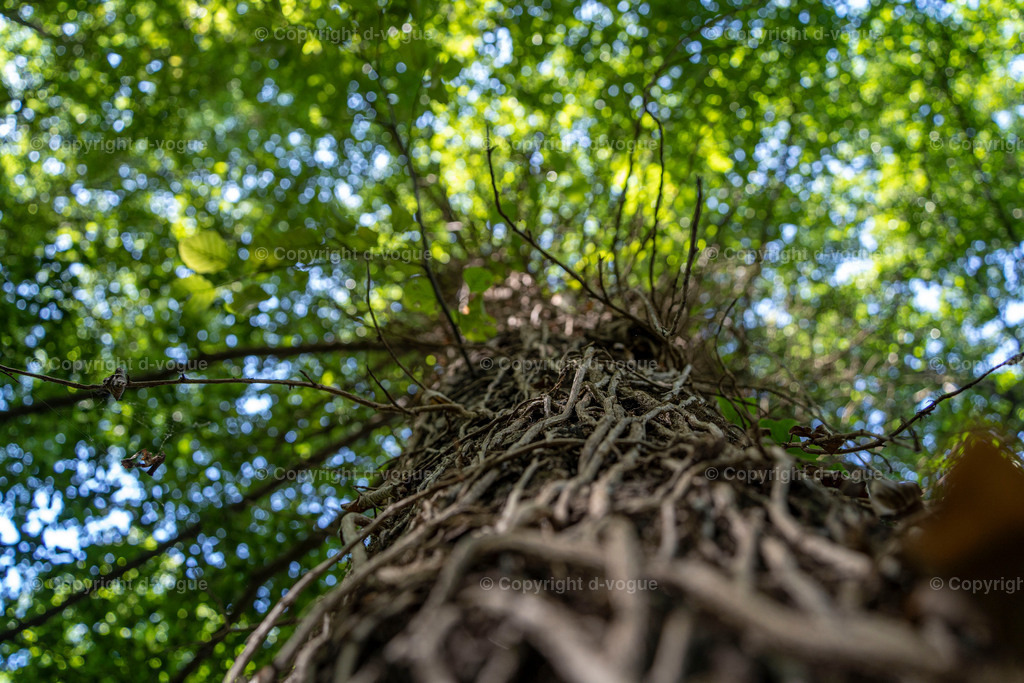 DSC01118 | d-vogue - Realisiert mit Pictrs.com