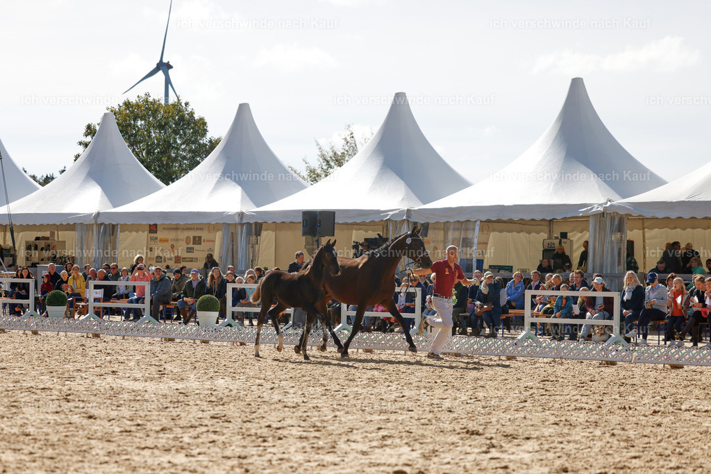 _AM19100 | working equitationturnier fotograf videograf stoibphotography marixx film working equitation deutschland reitsport turnierfotografie eventfotografie equestrian events