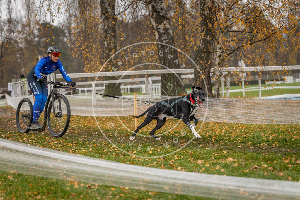 CaniXpix_DV3A8065 | Hundefotografie, Tierfotograf, Pfotenfotografie, Fotoshooting Hund, Hunde Portrait, Hundesport, Hundeportraits, Heideshooting, Hunde, Sportfotograf, Hundefotograf, Turnierhundsport, THS,  - Realisiert mit Pictrs.com