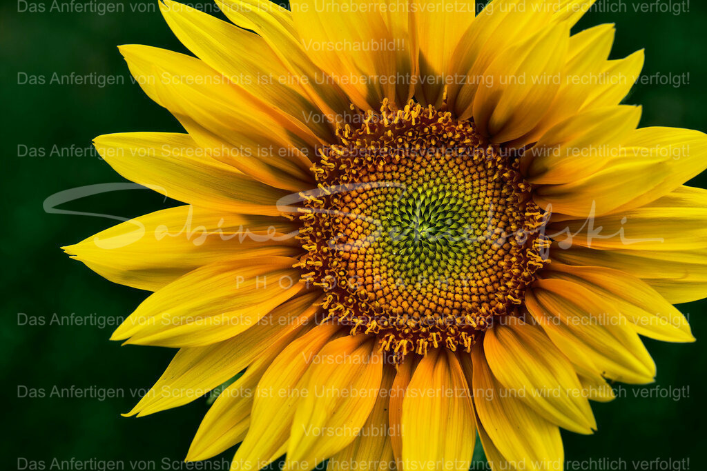 Wandbild Sonnenblumenliebe No. 02 | Sonnenblumenblüte mit vielen Details - Realisiert mit Pictrs.com