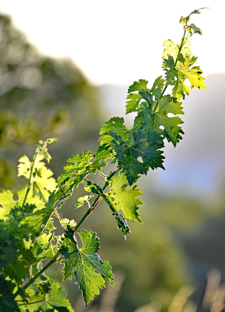 Weinrebe01h-260807 | greenwatching-with-luci - Realisiert mit Pictrs.com