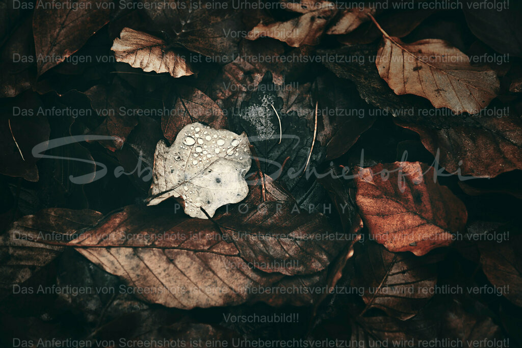 Wandbild Blätter mit Tautropfen | People- und Tierfotografie, Imageaufnahmen, Veranstaltungsfotografie und Wandbilder aus der Natur ★ Made in Germany ✔️ Druck + Downloads ✔️ Naturfotografie in Top Qualität ★ schneller Versand, weltweite Lieferung! - Realisiert mit Pictrs.com