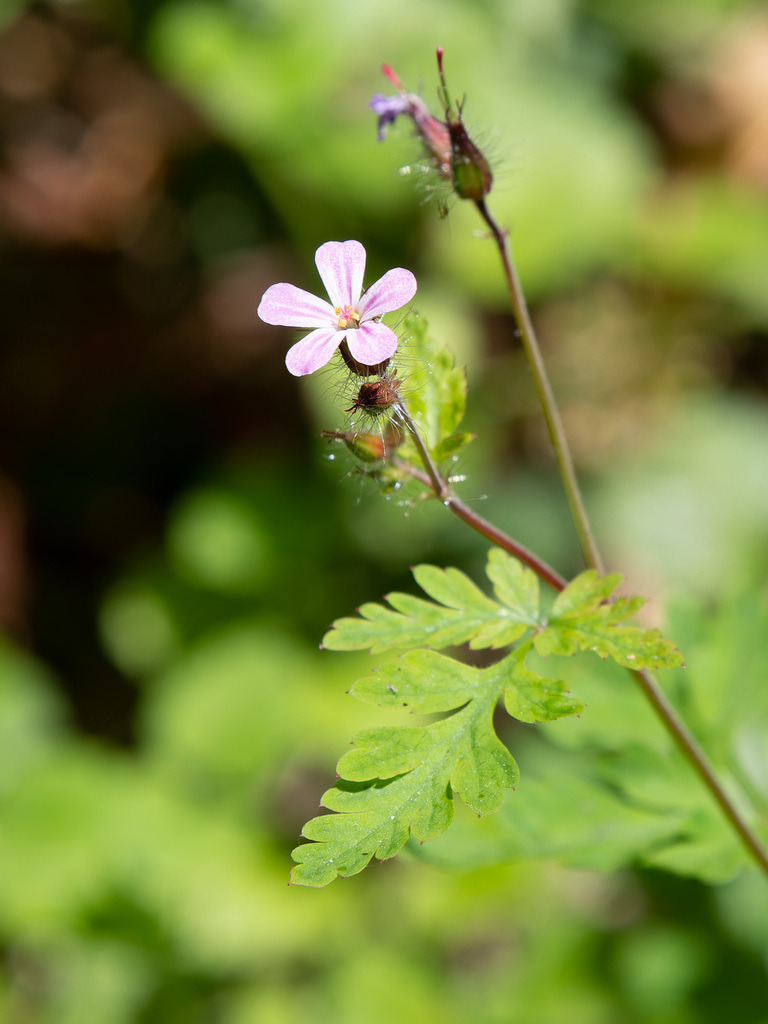 DxO_P1169470-RW2 | Schöne Fotografien aus der Stadt und der Natur zum bestellen oder selber hochladen. Druck auf Foto, Postkarte, Kalender, FineArt Hahnemühle, Alu-Dibond , Akustikbilder zur Absorption von Schall und Lärm etc. - Realisiert mit Pictrs.com