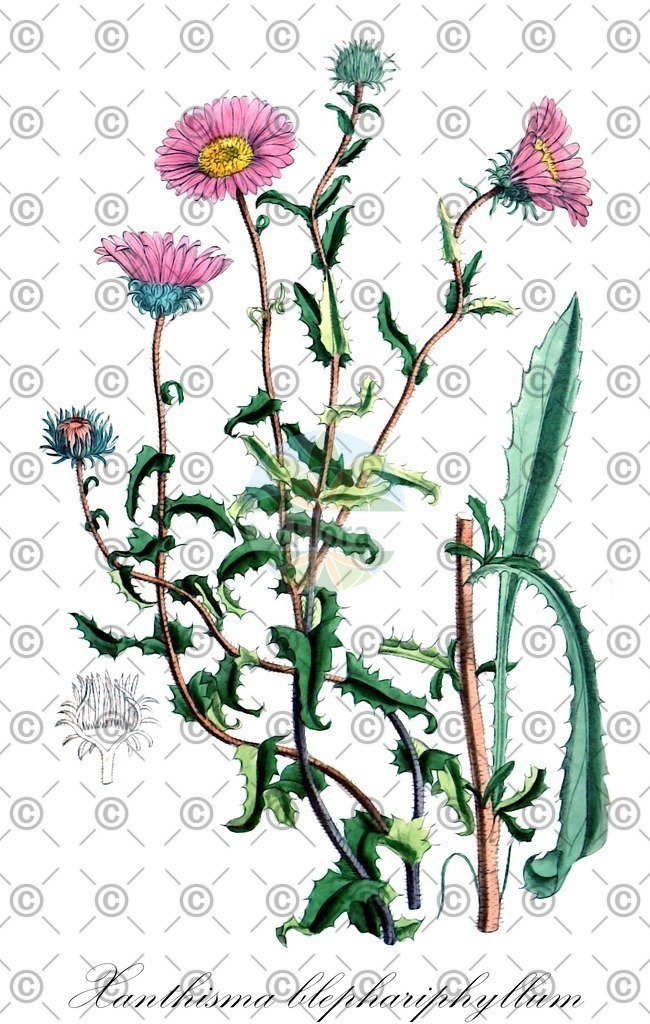 HistAbb_wfo-0000004126_1_ENZY_Simple | Historische Abbildung von Xanthisma blephariphyllum - Asteraceae | Historical Illustration of Xanthisma blephariphyllum - Asteraceae