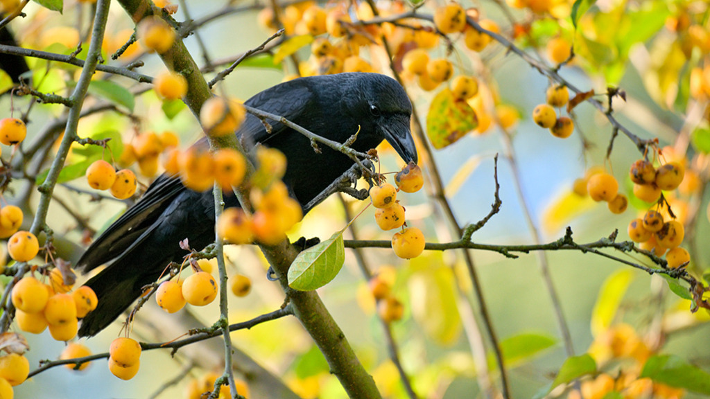 Krähe und Zieräpfel | Im Herbst finden Vögel auch in Bäumen wie dem Zierapfel reichlich Nahrung. Diese feine Krähe lässt es sich sichtlich schmecken. — Auflösung des Originals: 8256 x 4644 px. - Realisiert mit Pictrs.com