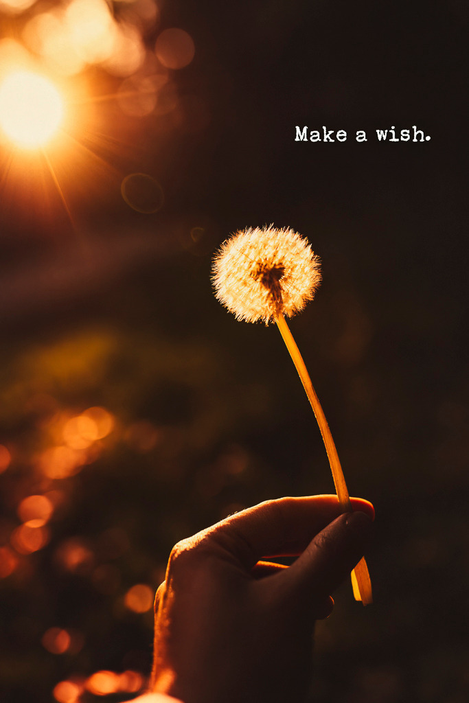 Make a wish – Pusteblume im Gegenlicht | Eine Pusteblume im warmen Abendlicht, gehalten von einer Hand. Der Schriftzug „Make a wish“ ergänzt das Motiv dezent, ohne aufdringlich zu wirken. Ideal als dekoratives Wandbild mit positiver Ausstrahlung. - Realisiert mit Pictrs.com
