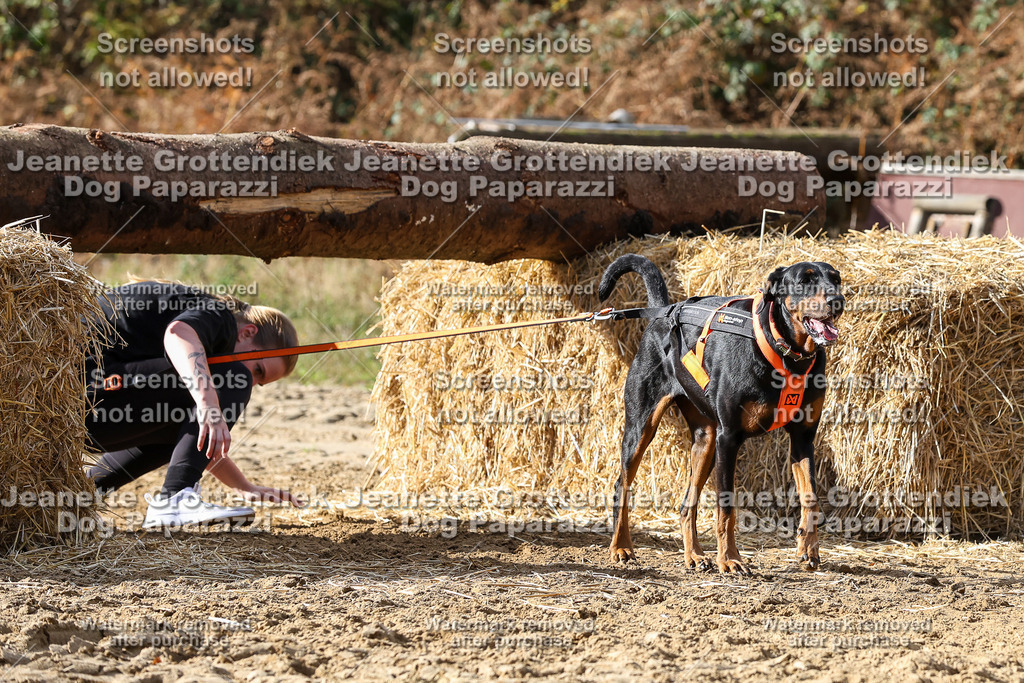 Dog Paparazzi - Strongdog 10-25-5033 | Dog Paparazzi Jeanette Grottendiek Fotografie & Videografie - Realisiert mit Pictrs.com