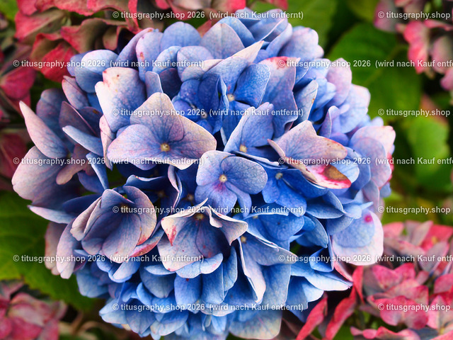 titusgraphy_PA111200-vz-ln | titusgraphy-shop: Geschenkideen mit Qualitätsfotos. titusgraphy-shop: gift ideas with quality photos. titusgraphy-shop: idées cadeaux avec photos de qualité.  - Realisiert mit Pictrs.com