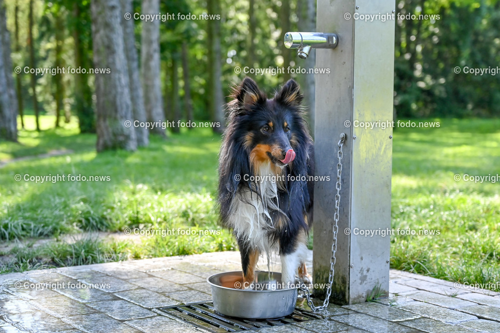 Hunde_ Arrigo und Luigi_ 12.10.2021-18 | 12.10.2021, Linz, AUT, Hund, Hunde, im Bild Hund, Hunde, spazieren, Freilaufzone, Arrigo und Luigi