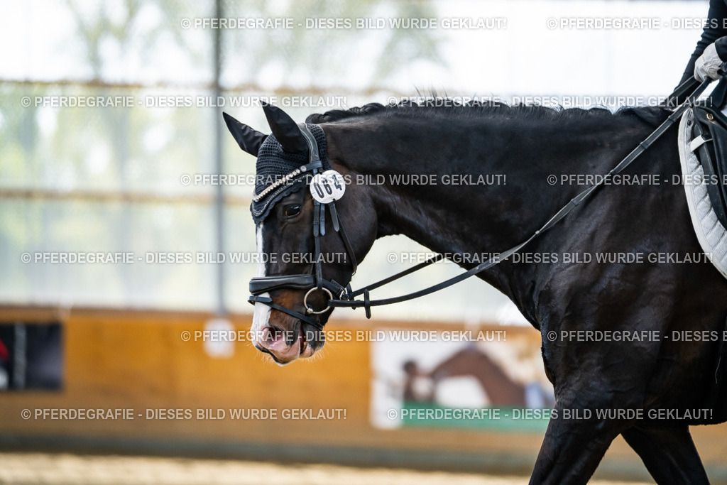 DSC05992 | Pferdegrafie