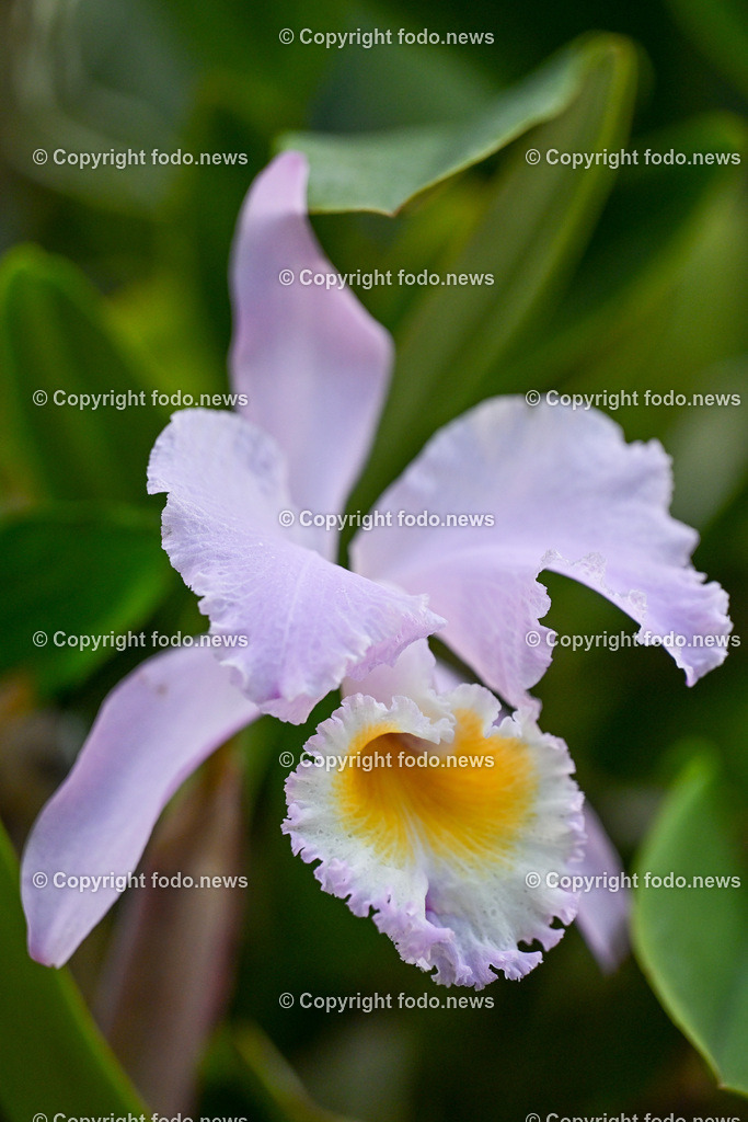 Botanischer Garten Linz_ Schmetterlinge_ Orchideen_ 21.01.2024-104 | 21.01.2024, Botanischer Garten Linz, AUT, Orchideen, im Bild Blume, Bluete, Pflanze, Tropenhaus, tropisch, Farbe, exotisch, bunt, Flora